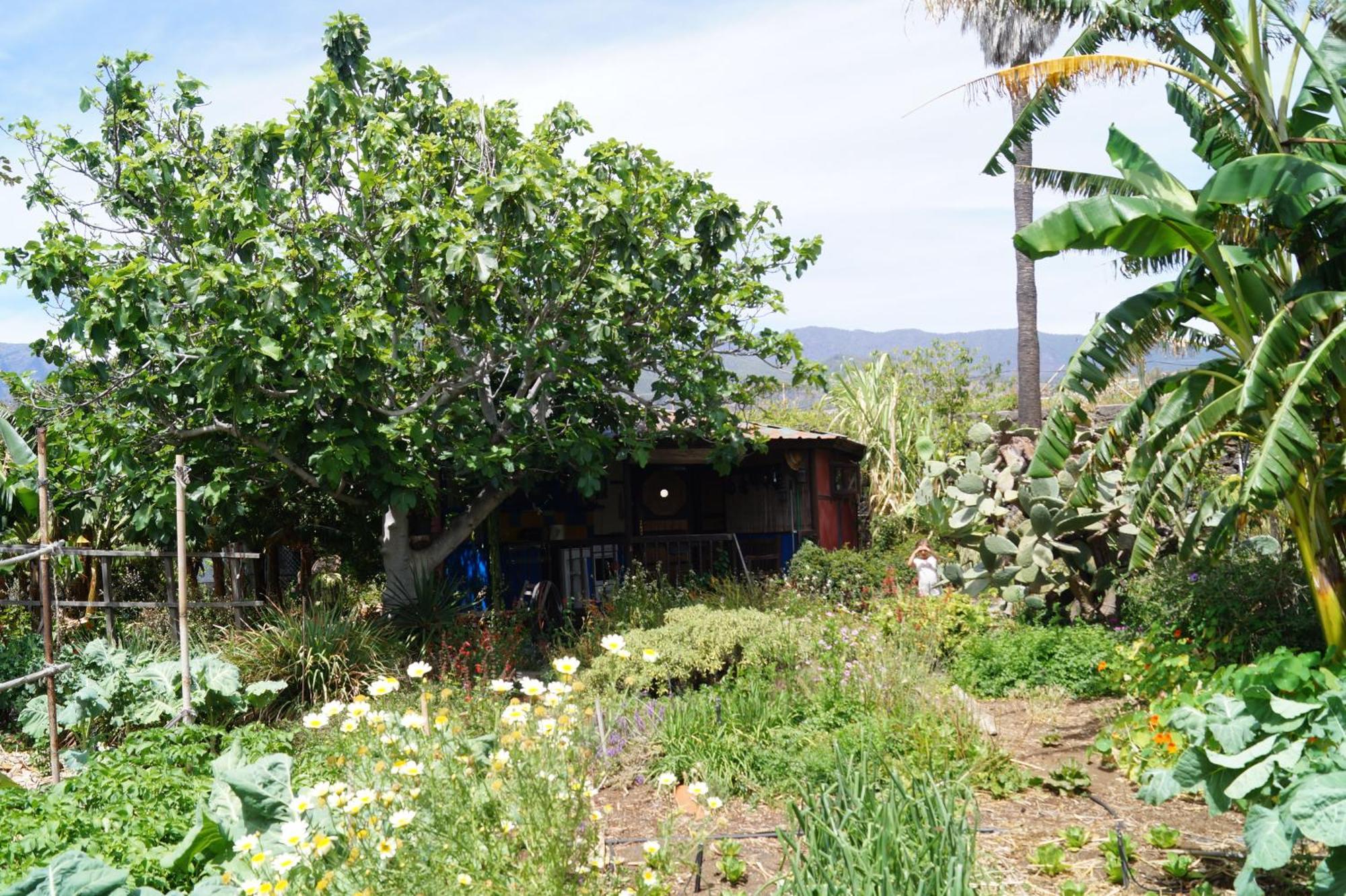 La Casita Del Jardinero Villa Los Llanos De Aridane Exterior photo
